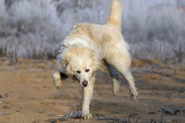El perro corre hacia su dueño