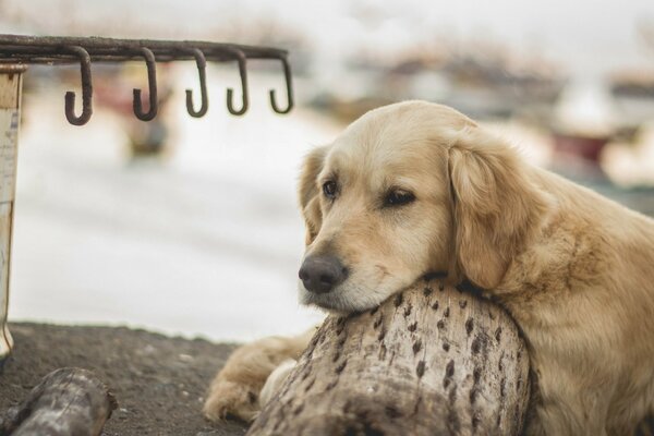 El perro está triste por su dueño
