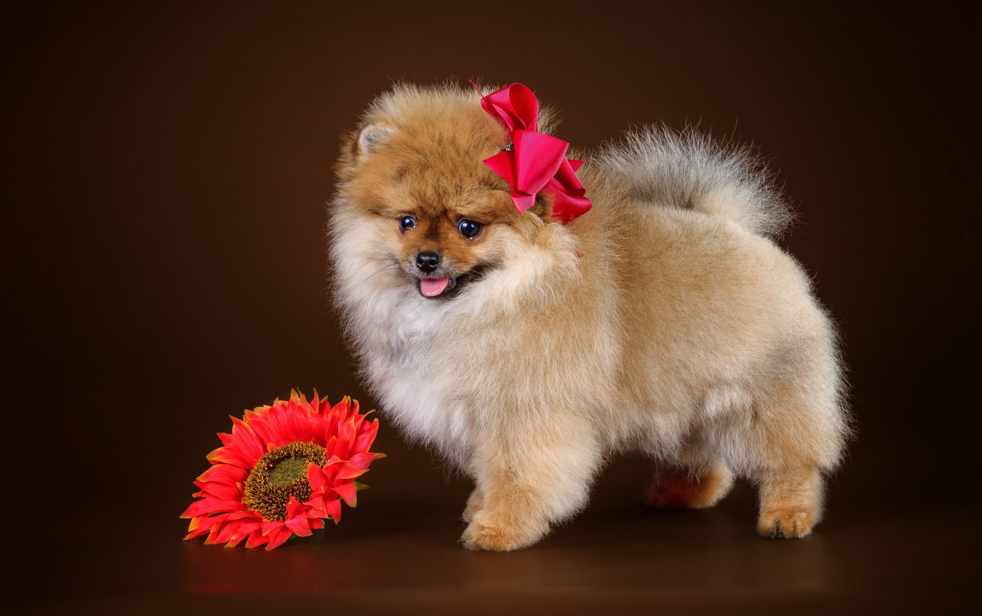 spitz cachorro arco flor