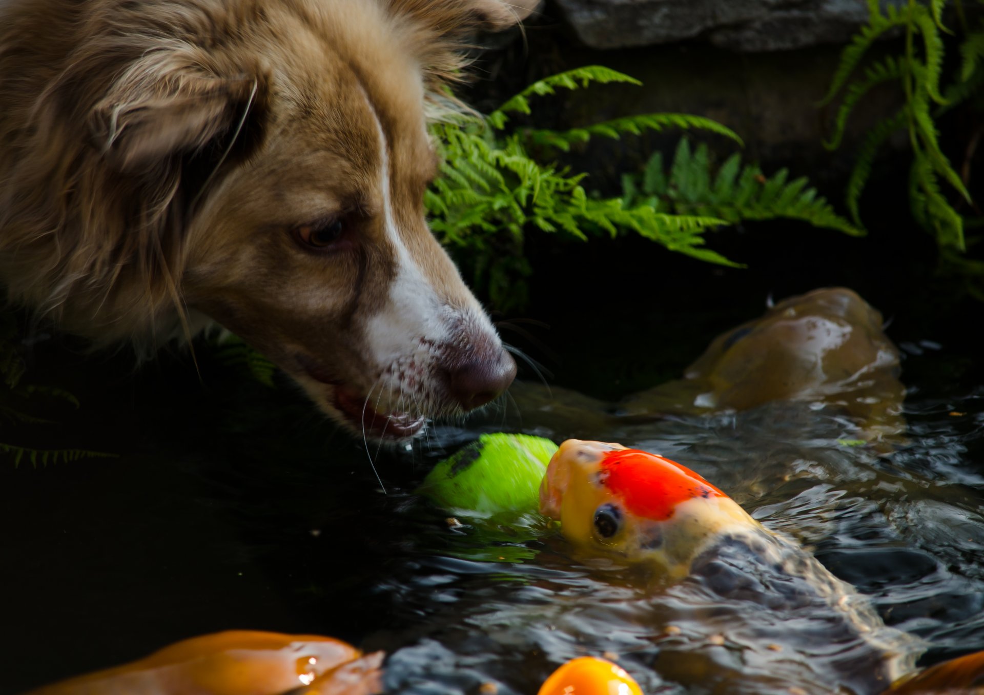 perro perrito hocico hocico pescado agua estados de ánimo