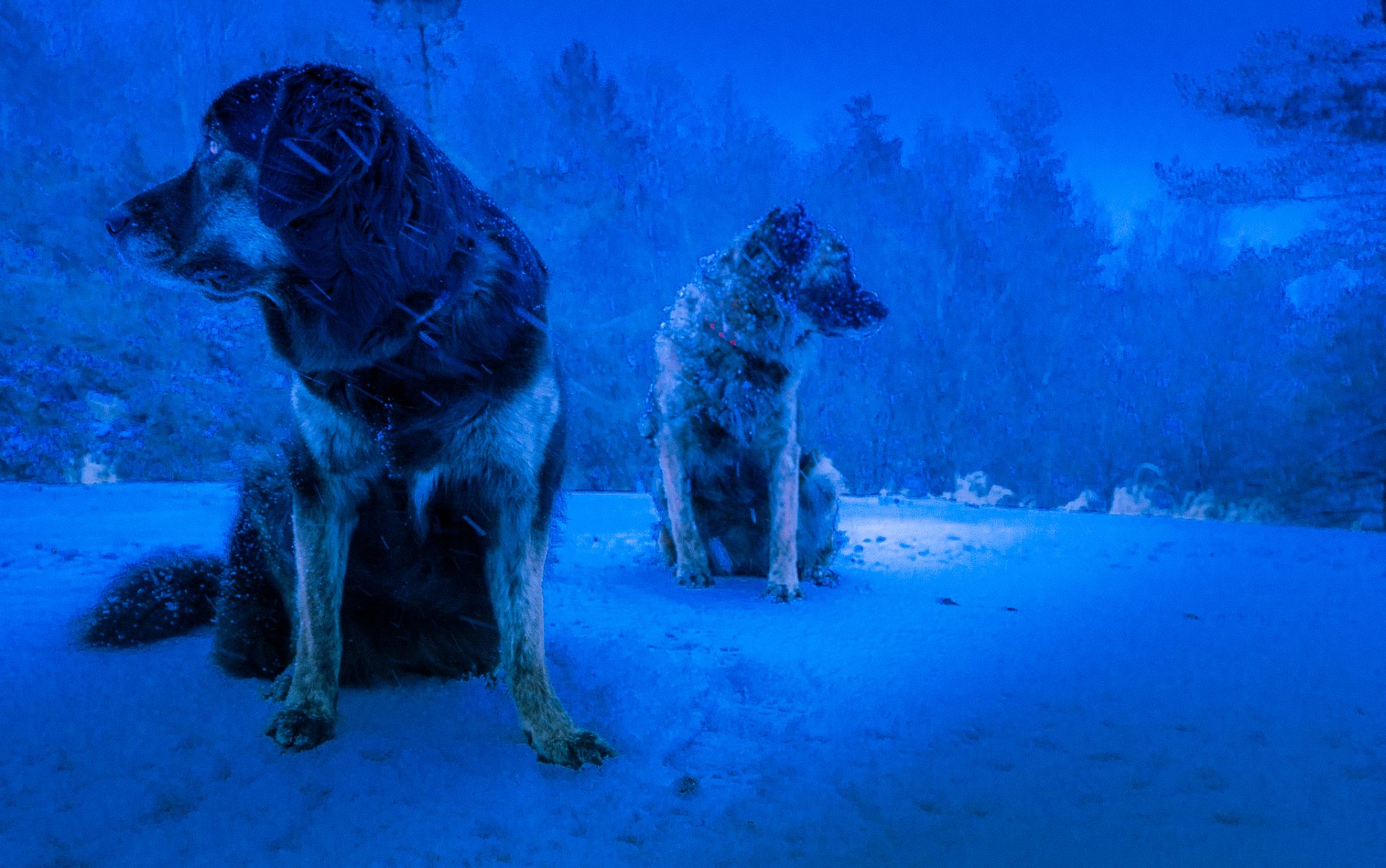 perros invierno ventisca fondo