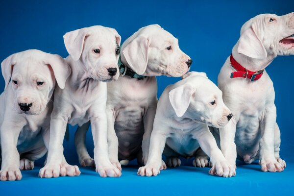 Fotografía de cinco cachorros de luz