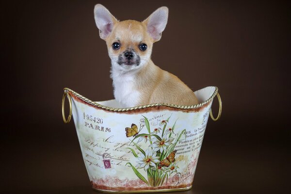 Cachorro de Chihuahua sentado en una canasta