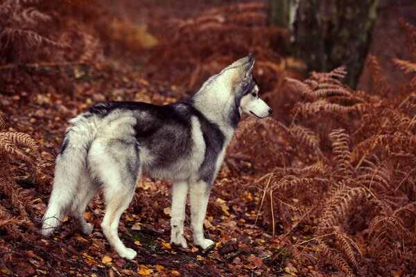 Husky camina en el bosque en otoño