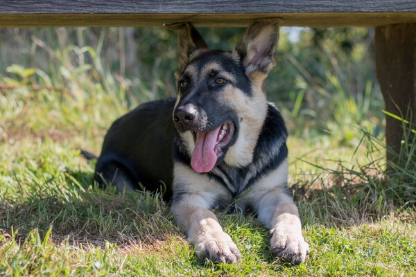 La mirada de un perro a la sombra