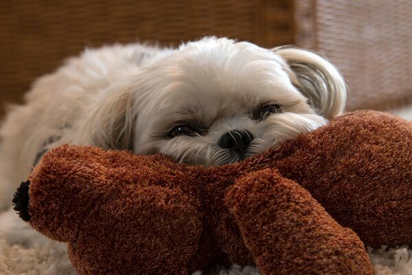 Bolonka acostado en un juguete suave