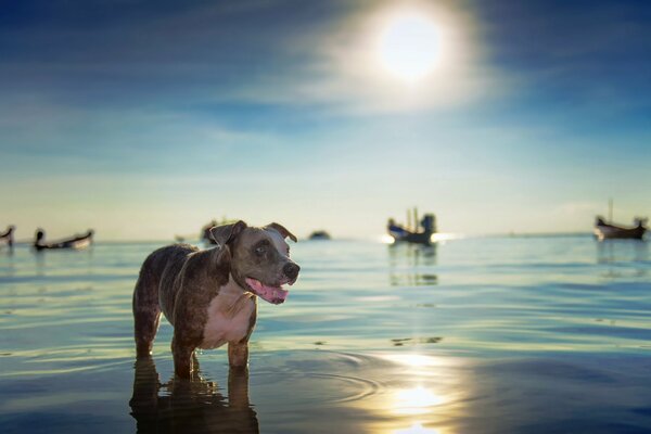 Perro bañándose en el mar de la tarde