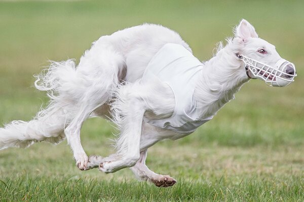 Perro corriendo, perro blanco