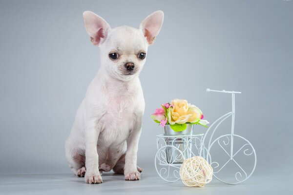 Toychik blanco con un ramo de flores