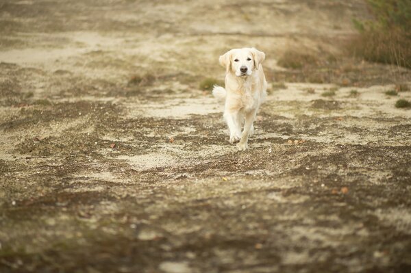 Un amistoso Labrador corre tras