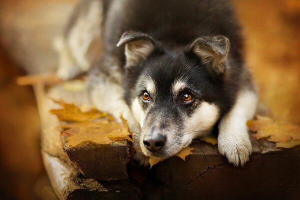 Sabaka en otoño en el lavoque en las hojas