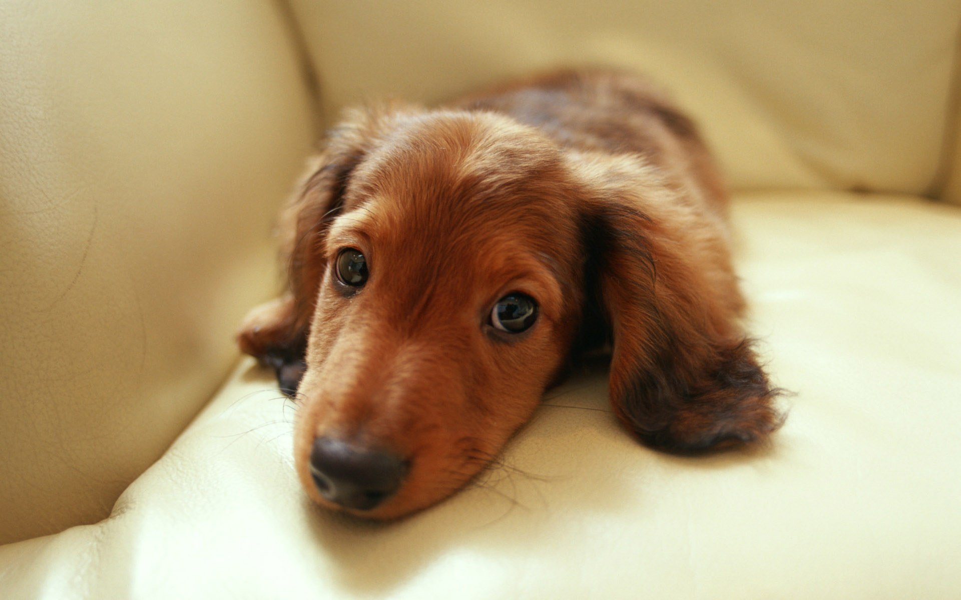 dachshund ojos mirada sofá