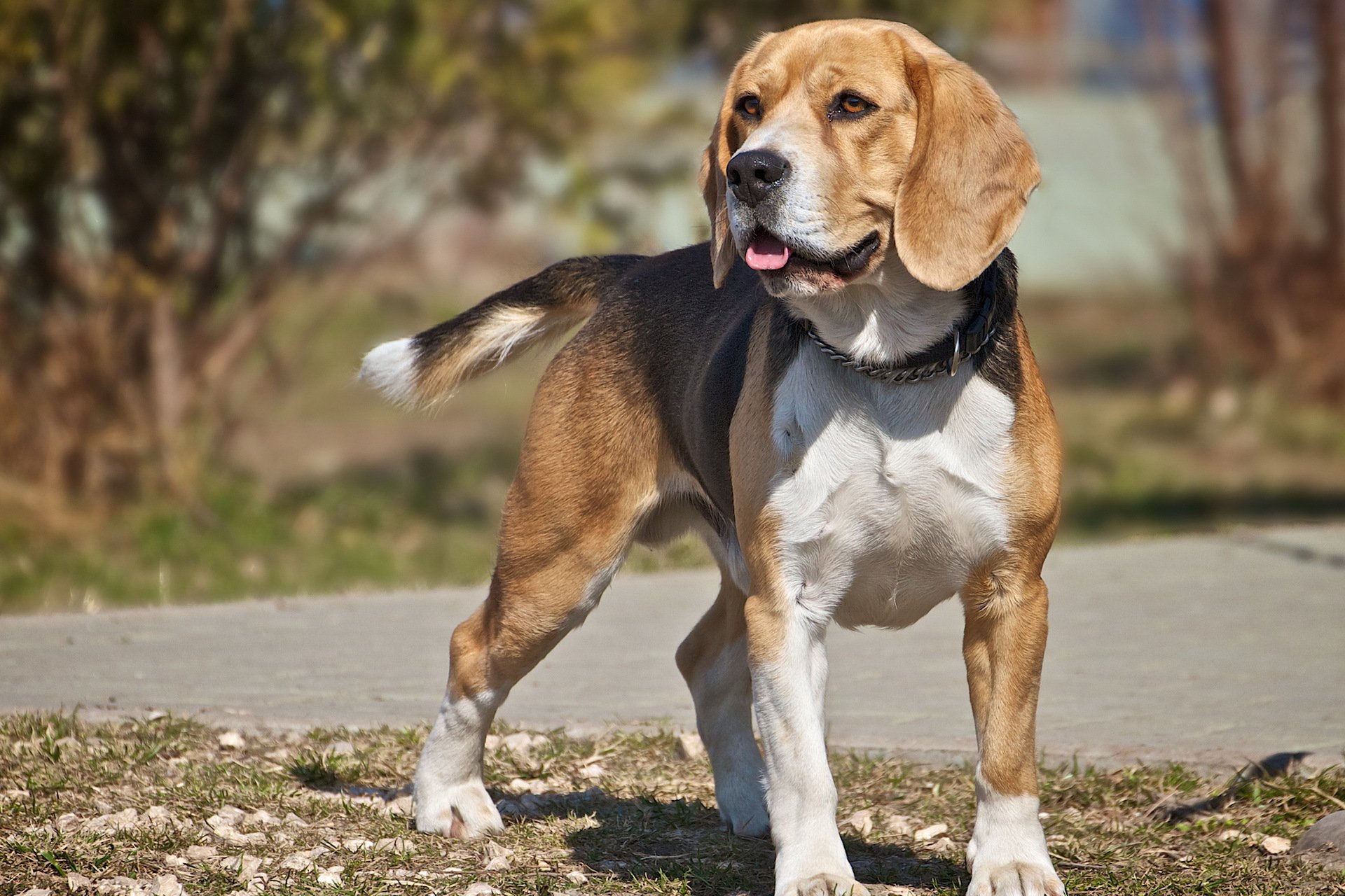 perro mirada beagle