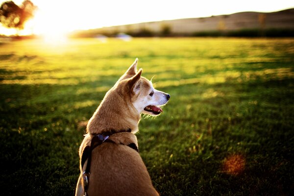 En el fondo de la puesta de sol, un perro caminando