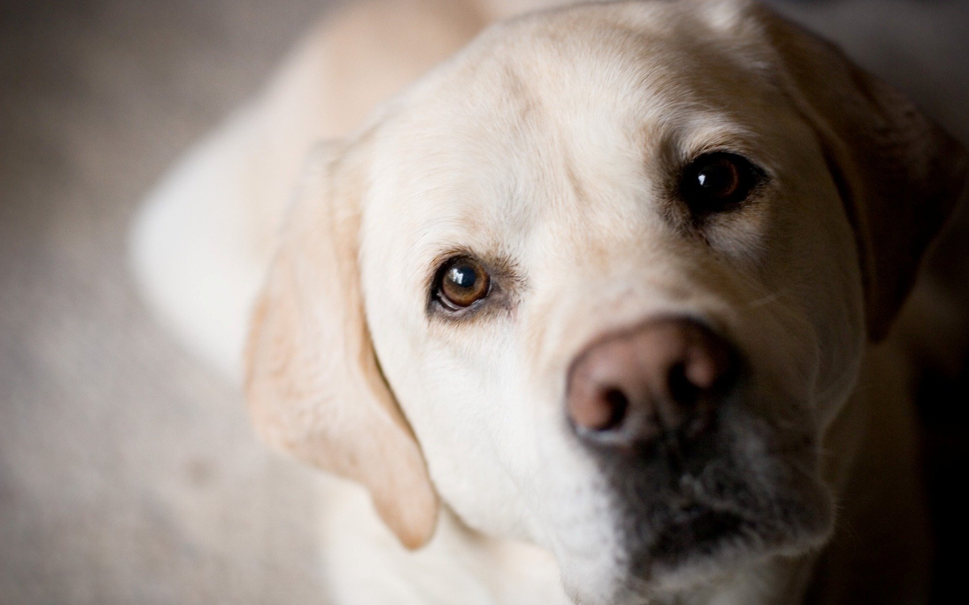 perro dorado labrador retriever hocico ojos nariz