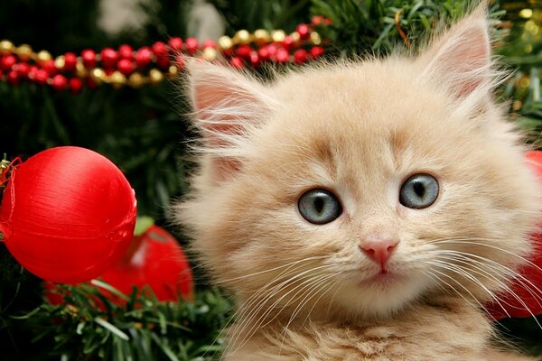 Pequeño gatito en el fondo del árbol de Navidad
