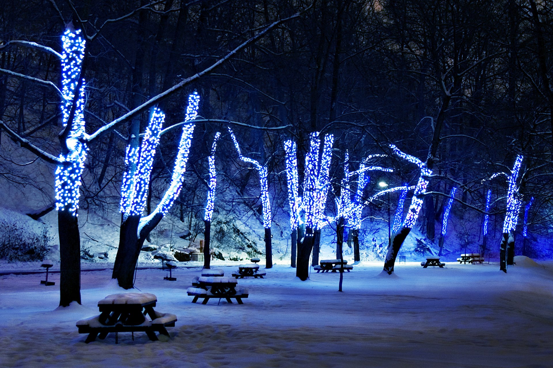 nieve árboles iluminación