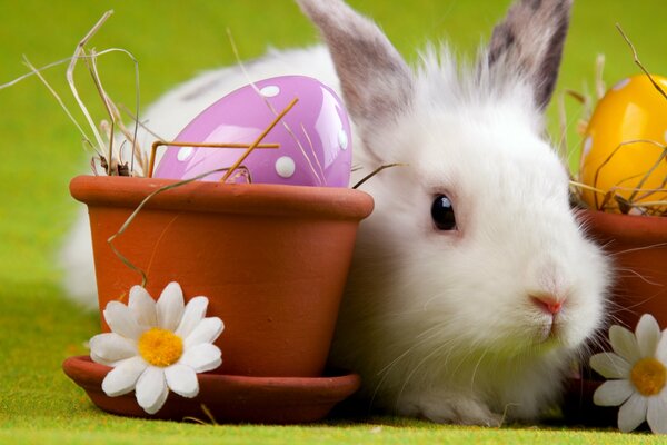 Conejito de Pascua con huevos
