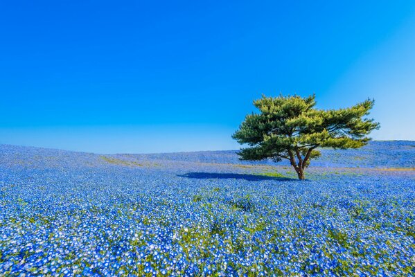 Campo japonés de flores azules