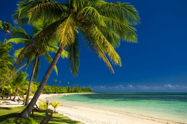 Palmeras y costa de arena caliente