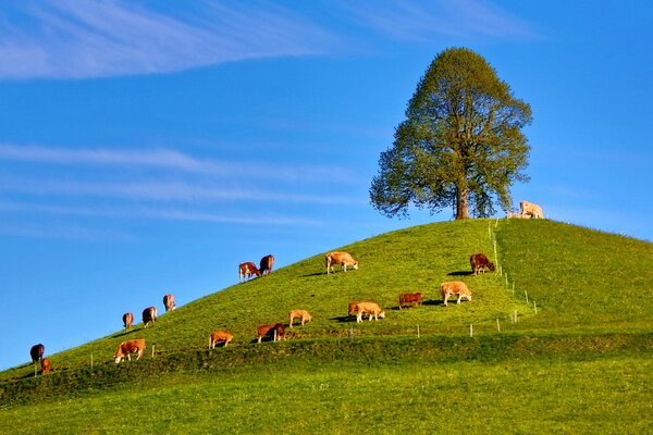 Rebaño de vacas pastando en la colina