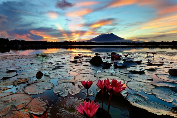 Nenúfares al amanecer