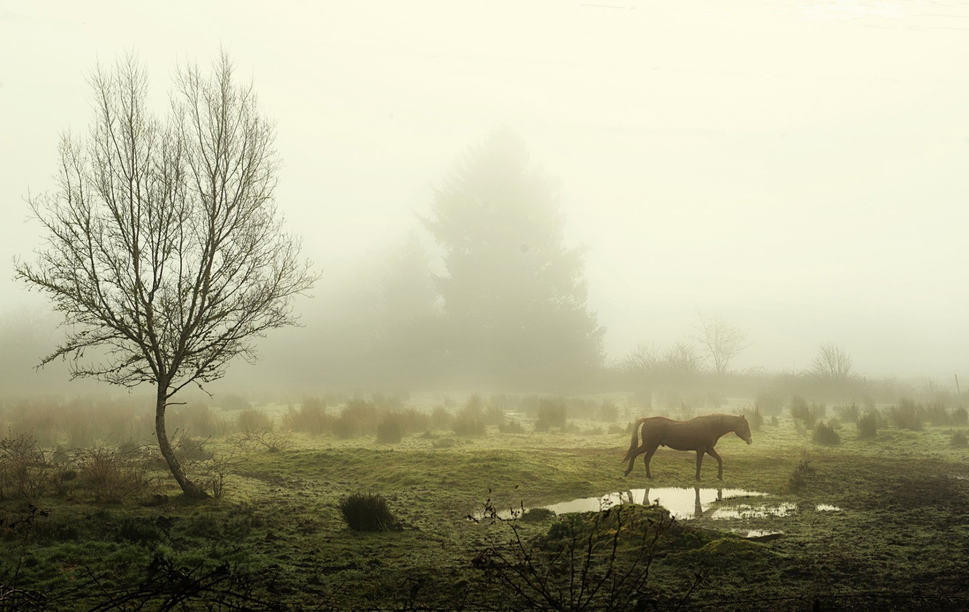 mañana niebla árboles charco caballo