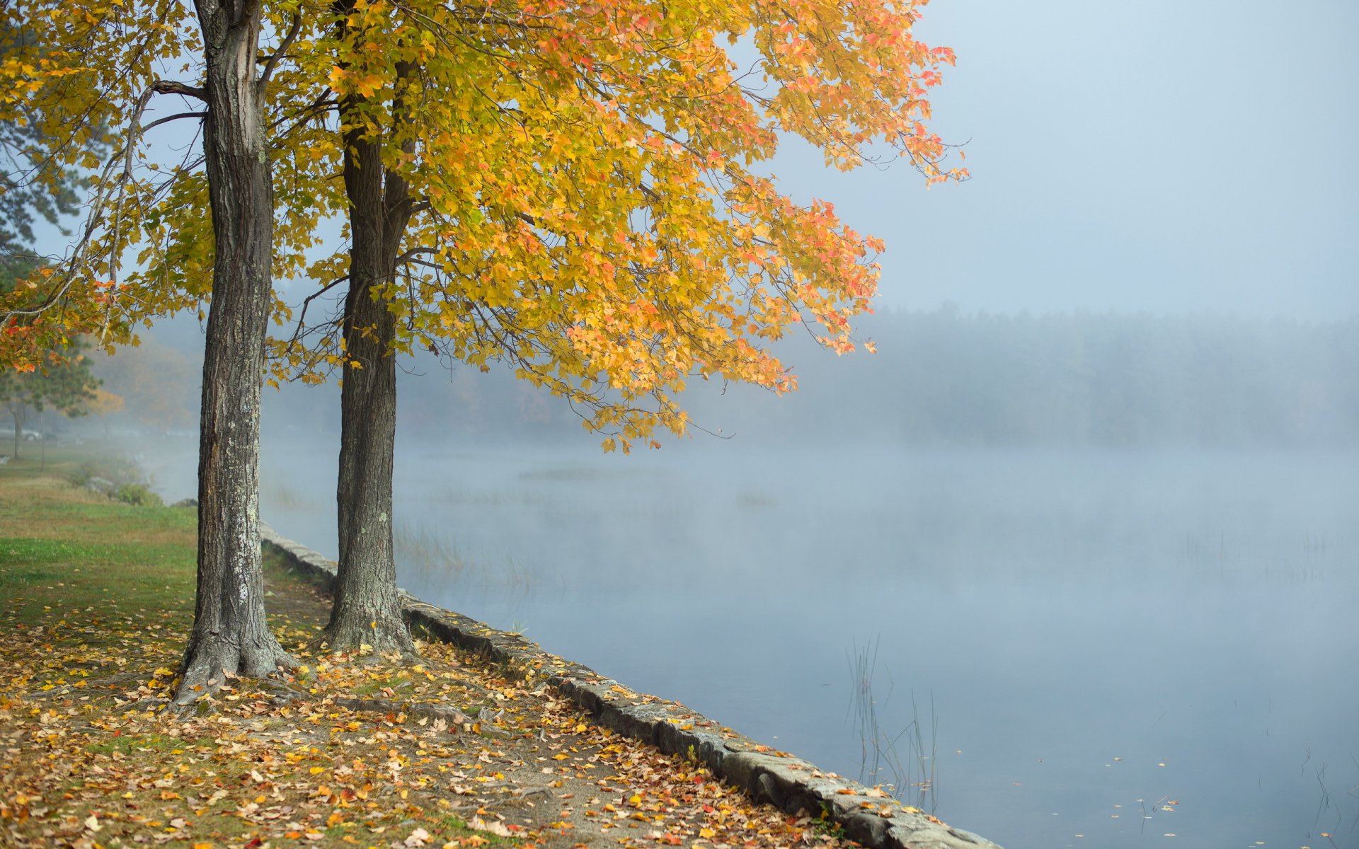mañana lago niebla árbol paisaje