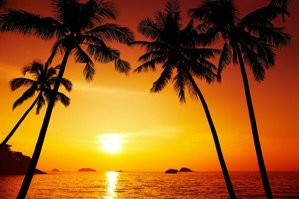 Palmeras y mar al atardecer Tailandia