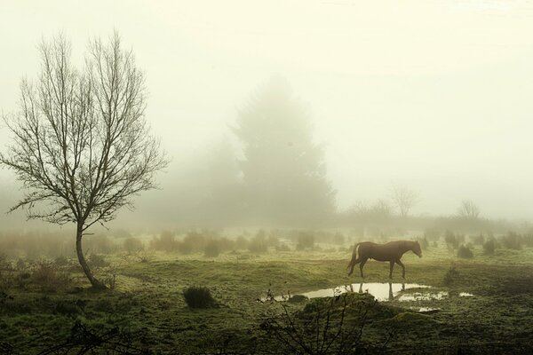 El caballo está parado cerca de un charco en la niebla