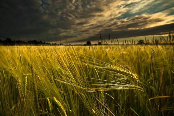 Paisaje de campo con espigas de trigo
