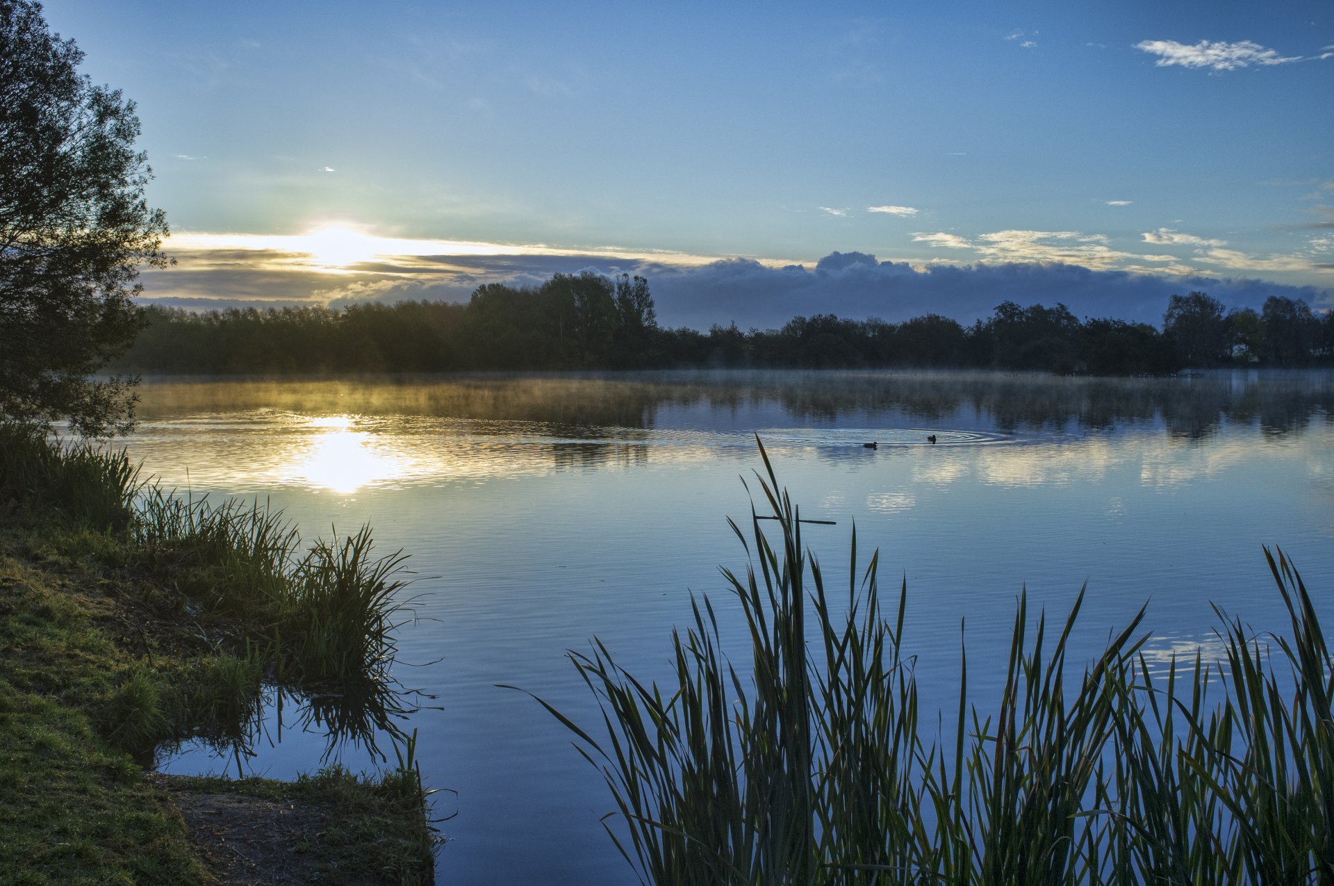 lago patos orilla hierba árboles cielo sol puesta de sol nubes