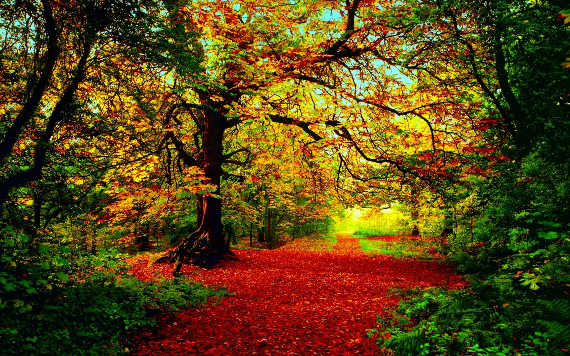 otoño bosque árboles follaje rojo-amarillo-verde sol luz