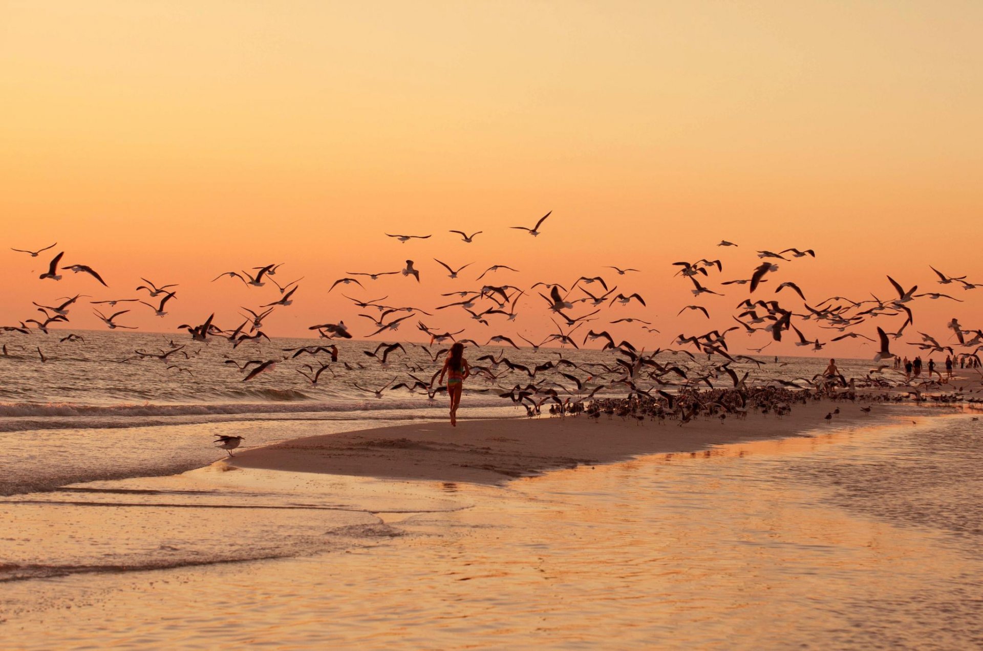 mar playa aves gaviotas puesta de sol paseo