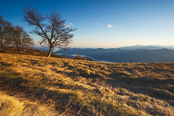 Paisaje de montaña con árboles en la hierba