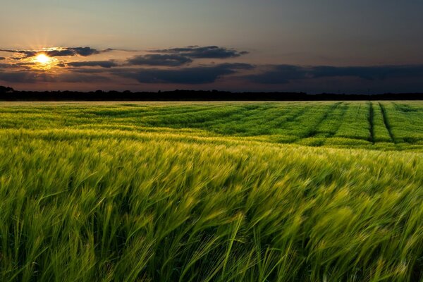 Paisaje de la naturaleza en el fondo de la puesta de sol