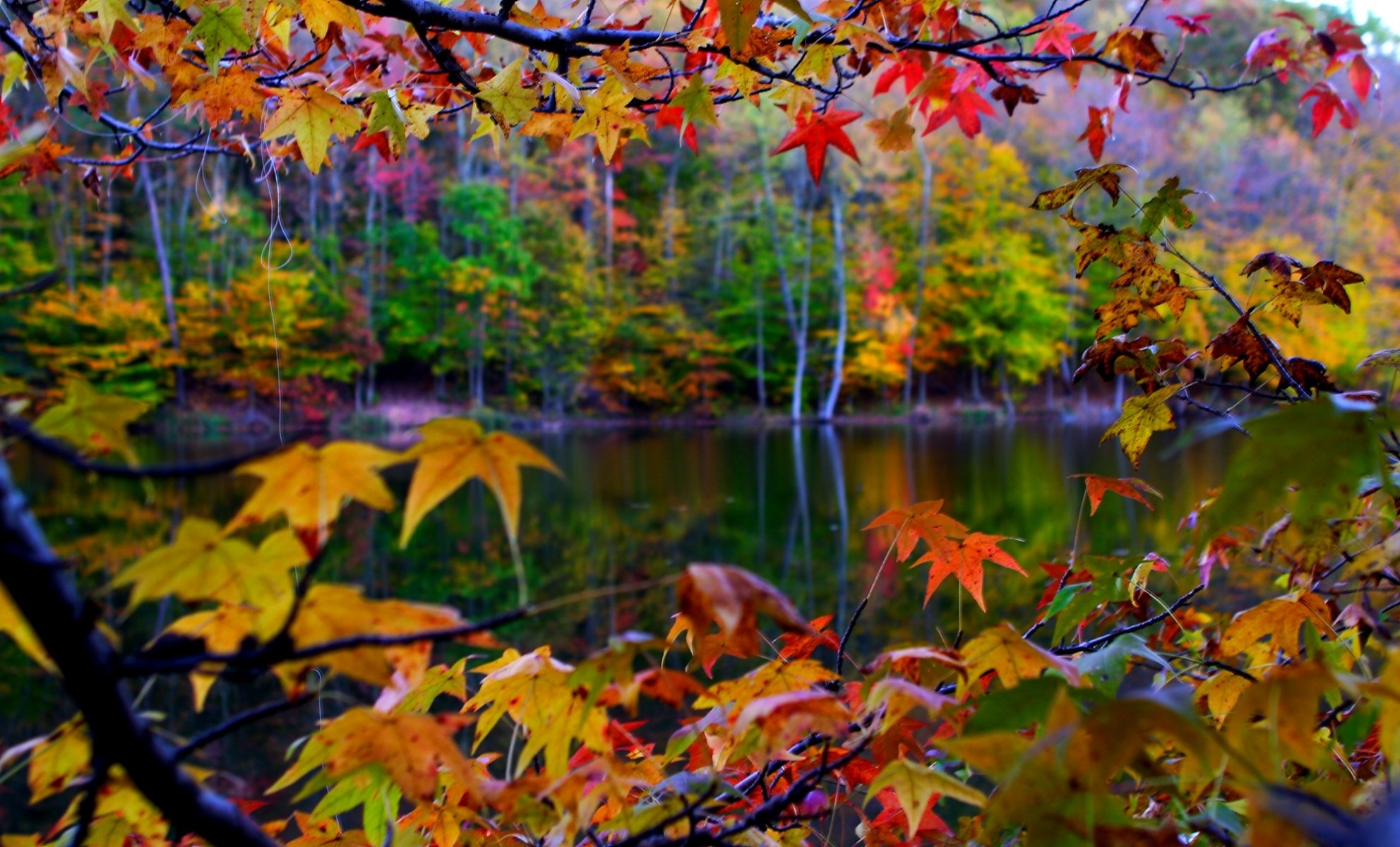paisaje naturaleza hojas otoño macro