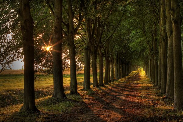 El camino entre los árboles está iluminado por el sol