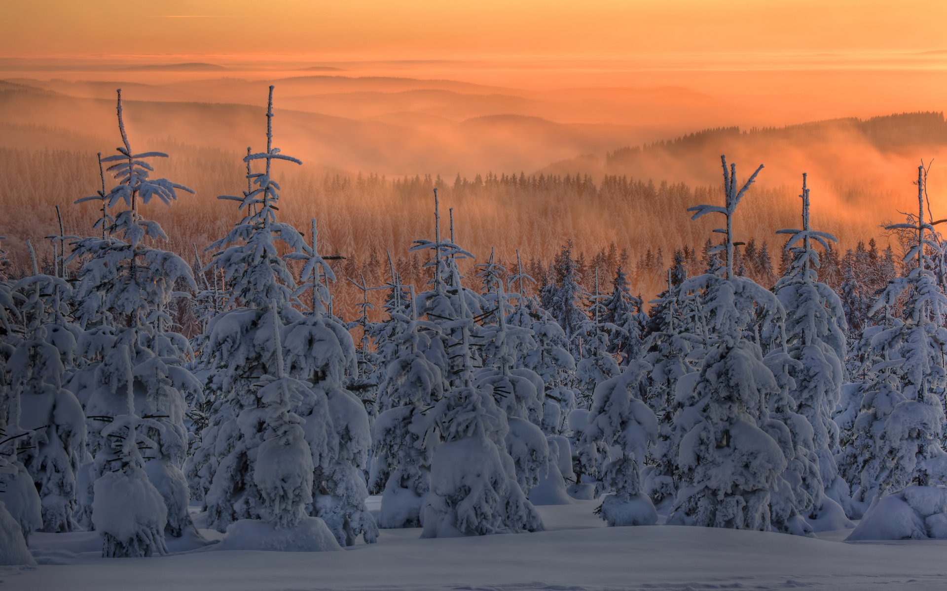 invierno nieve abeto árbol de navidad bosque niebla puesta de sol crepúsculo