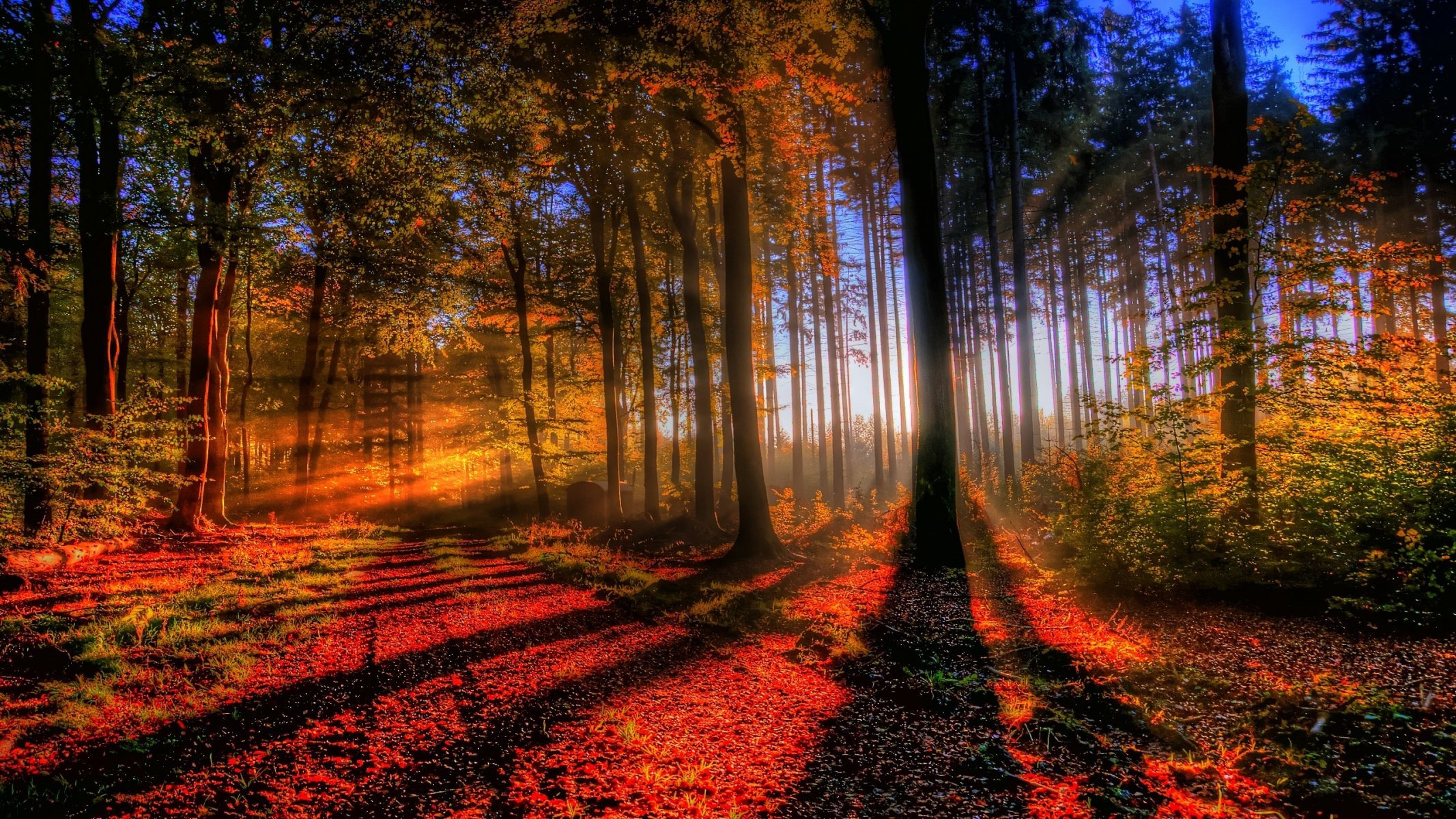 bosque luz otoño puesta de sol árboles