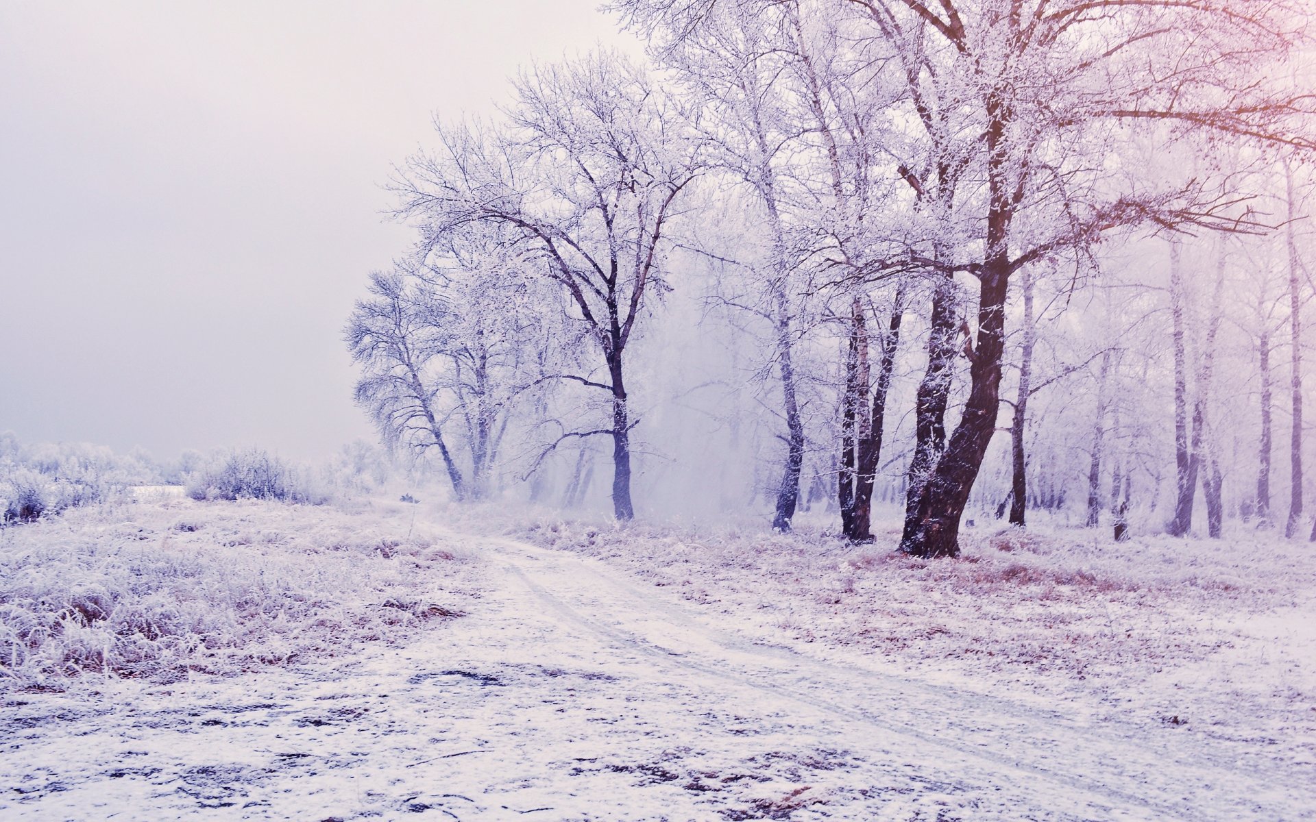 invierno árboles nieve