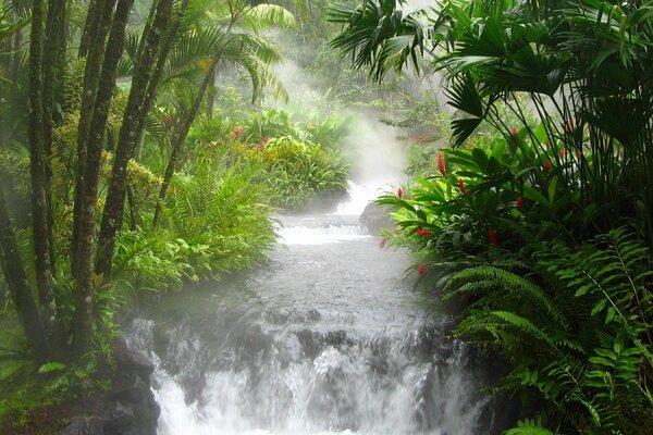 Cascada en la selva en el fondo de paparotniki