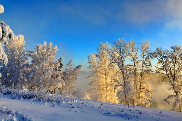 Paisaje de invierno con arbustos en escarcha