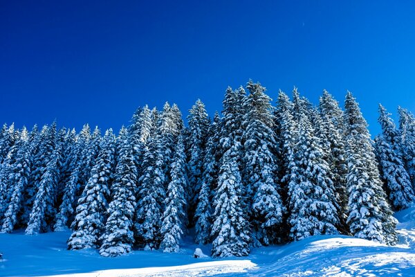 Paisaje de invierno con árboles nevados