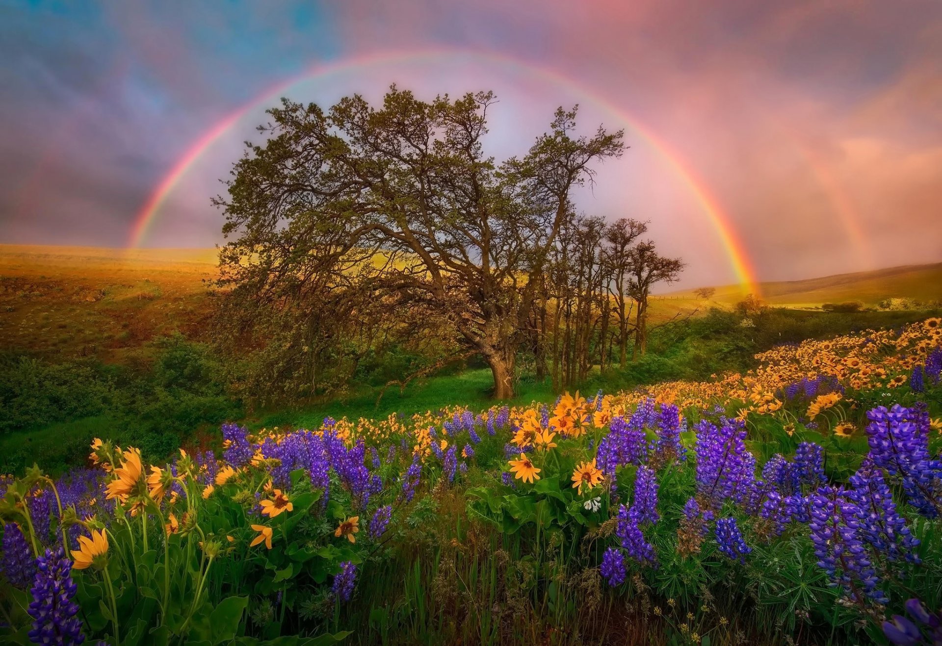 estados unidos estado de washington dc parque nacional flores altramuces claros colinas arco iris cielo