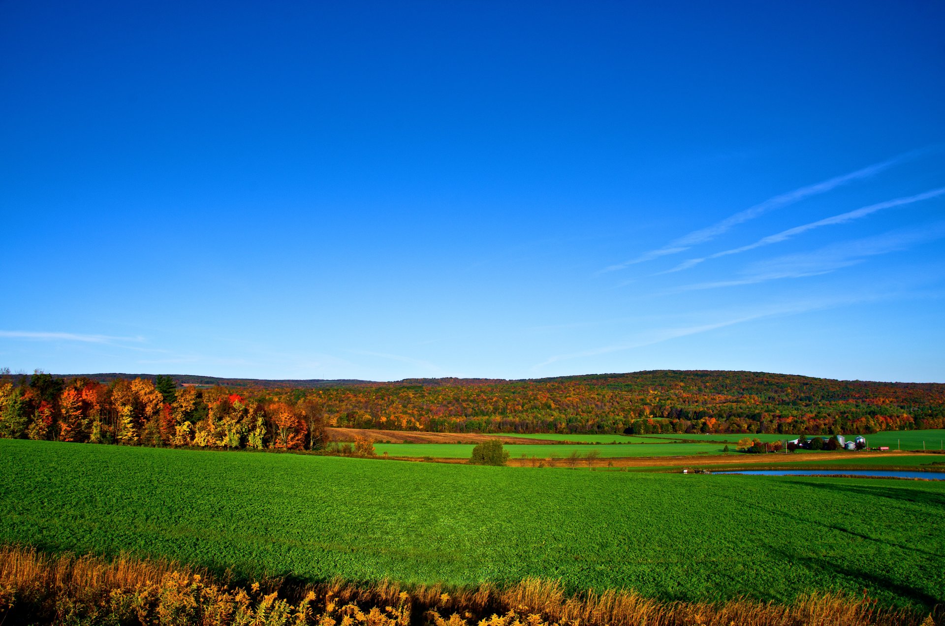 cielo horizonte bosque árboles campo otoño
