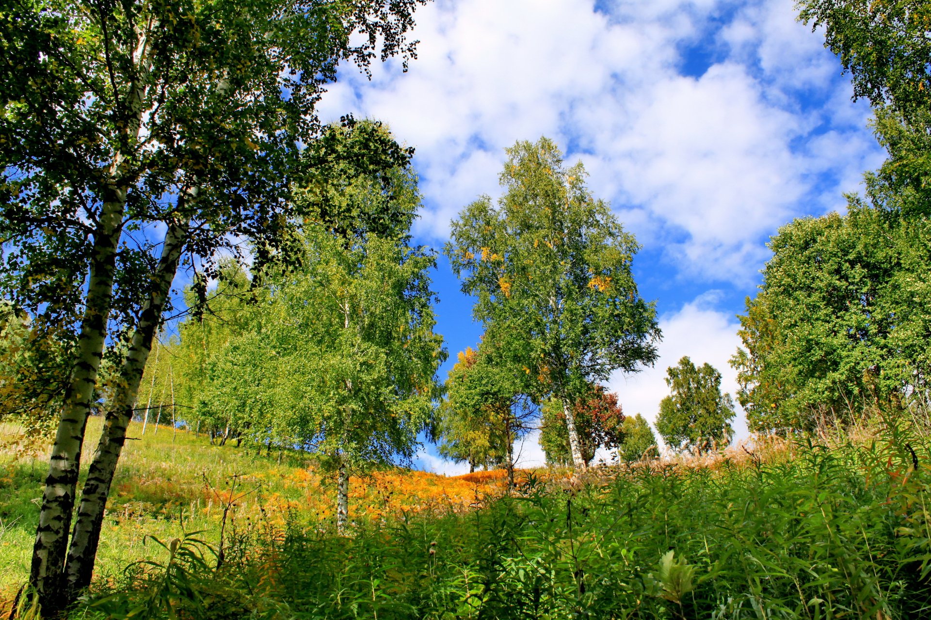 verano jakasia árboles hierba abedules naturaleza foto