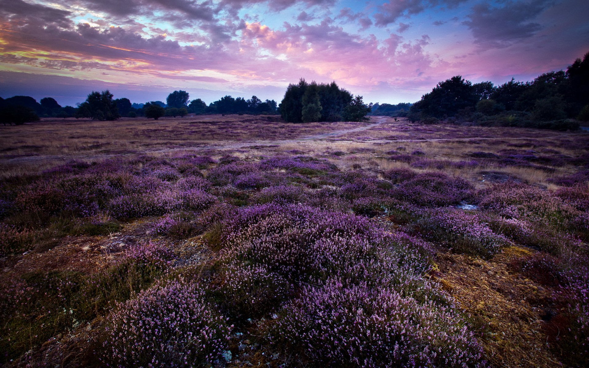 púrpura paisaje inglaterra gb