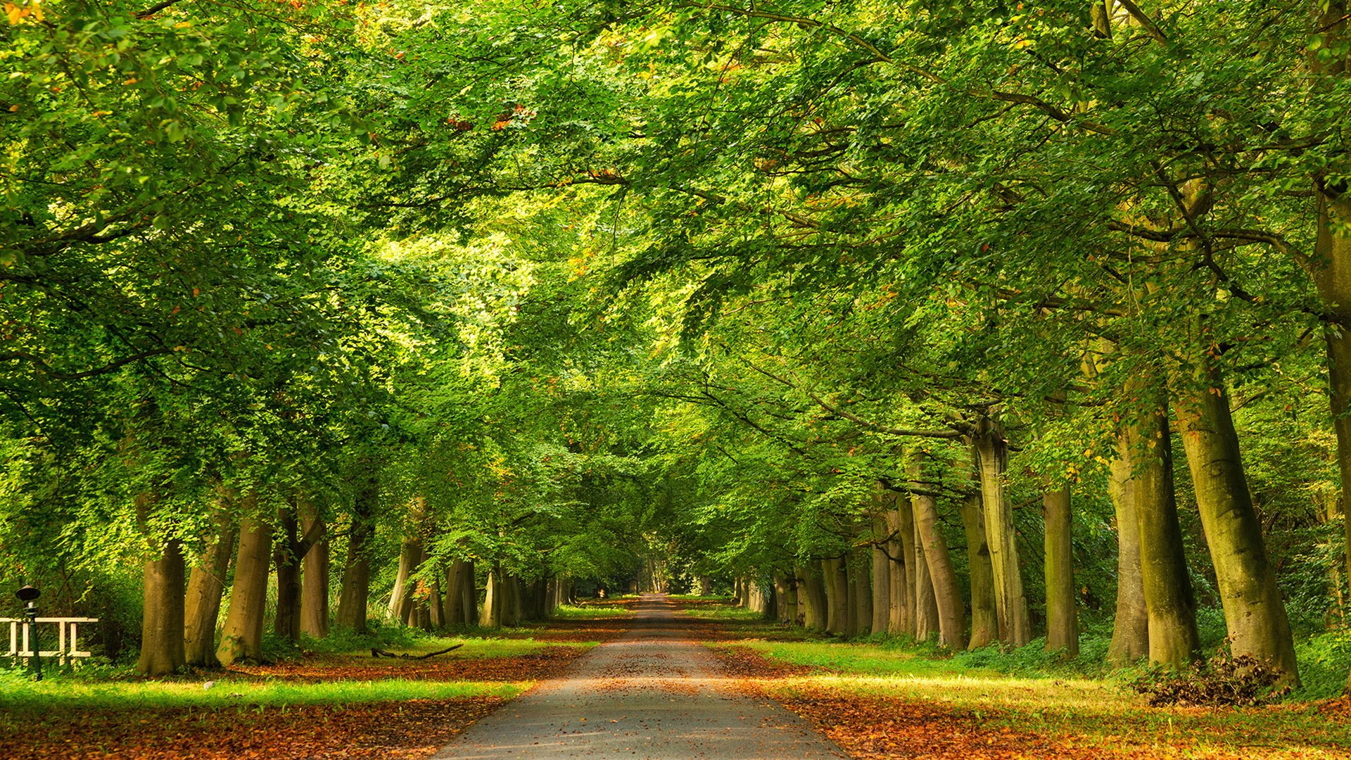 camino árboles otoño