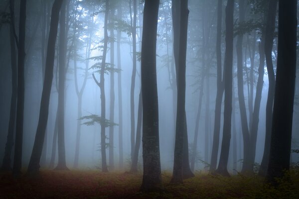 Bosque de niebla